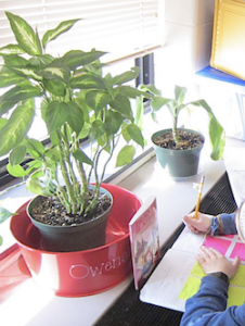 dina 3 26 plant crop | MiddleWeb